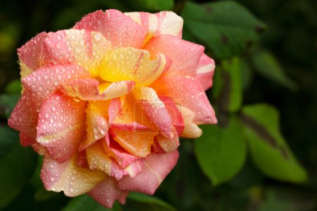 Foto de Hermosa rosa roja en las gotas de lluvia - Imagen libre de derechos