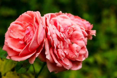 Foto de Rosas rosadas en el jardín - Imagen libre de derechos