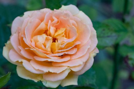 Téléchargez les photos : Rose jaune sur fond de feuilles - en image libre de droit