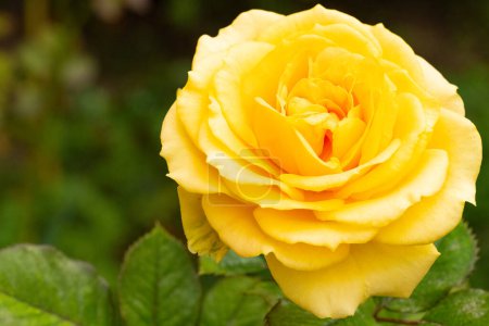 Foto de Hermosa rosa amarilla en el jardín, vista de cerca - Imagen libre de derechos