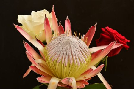 Foto de Hermosas flores de rosas blancas y rojas con protea sobre fondo oscuro - Imagen libre de derechos