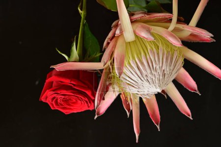 Foto de Hermosa flor de rosa roja con protea sobre fondo oscuro - Imagen libre de derechos