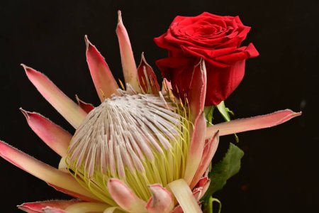 Foto de Hermosa flor de rosa roja con protea sobre fondo oscuro - Imagen libre de derechos