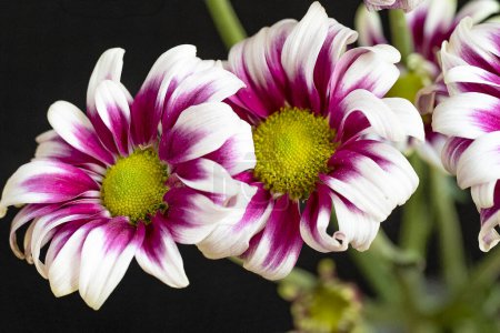 Foto de Primer plano de hermosos crisantemos, flores - Imagen libre de derechos