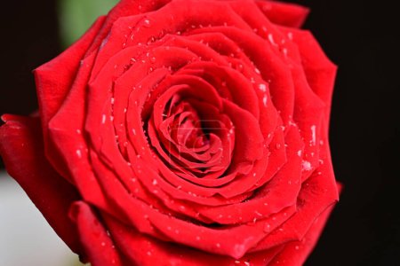 Téléchargez les photos : Fleur rouge gros plan - en image libre de droit