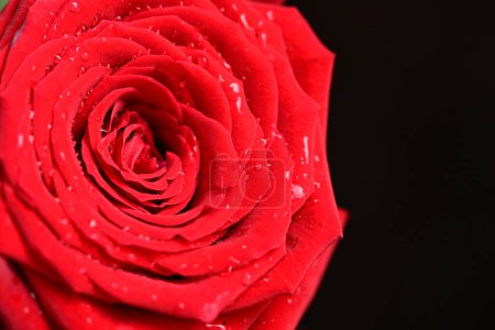 Téléchargez les photos : Belle rose rouge avec des gouttes d'eau sur fond sombre, gros plan. espace pour le texte - en image libre de droit