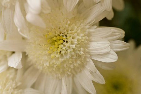 Foto de Flor blanca en el jardín - Imagen libre de derechos