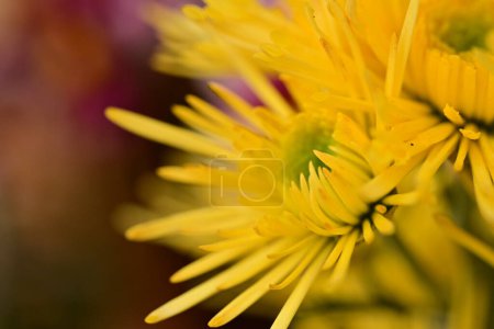 Photo for Close up of beautiful chrysanthemums, flowers - Royalty Free Image