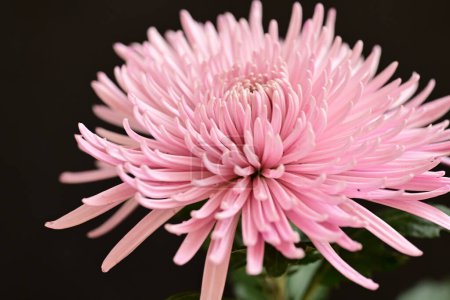 Téléchargez les photos : Belle fleur de chrysanthème, vue rapprochée - en image libre de droit