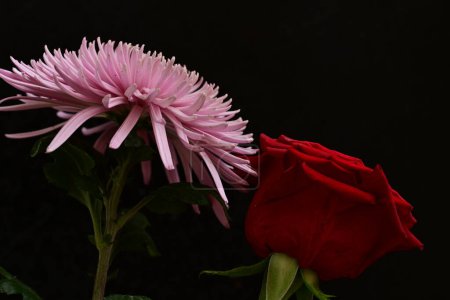 Photo for Close up of beautiful  flowers - Royalty Free Image