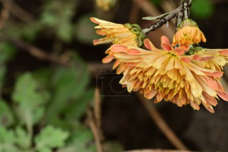 Foto de Hermosas flores de color naranja en el jardín - Imagen libre de derechos