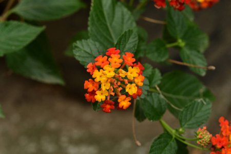 Téléchargez les photos : Belles fleurs oranges et jaunes dans le jardin - en image libre de droit