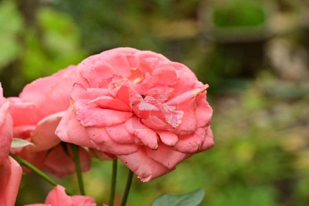 Foto de Hermosas rosas rosadas en el jardín - Imagen libre de derechos