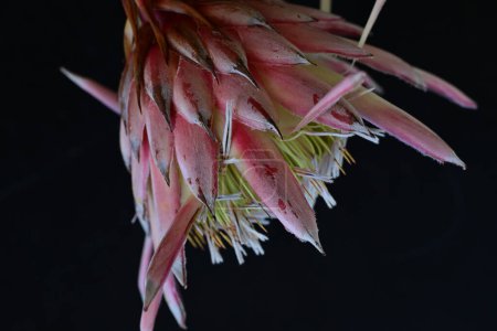 Foto de Planta de cactus en el jardín - Imagen libre de derechos