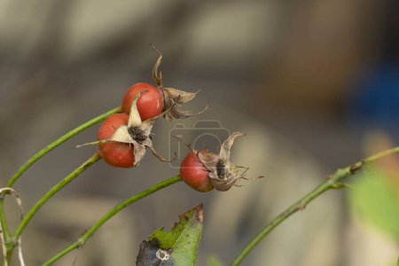 Foto de Las bayas rojas del arbusto del árbol en el jardín - Imagen libre de derechos