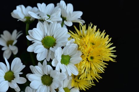 Téléchargez les photos : Fleurs blanches et jaunes sur fond noir - en image libre de droit