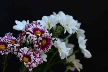 Foto de Hermosas flores, primer plano - Imagen libre de derechos