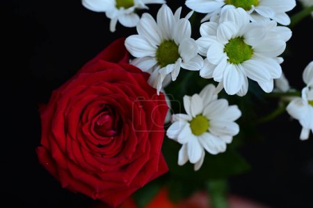 Foto de Hermosa rosa roja y flores blancas sobre un fondo blanco - Imagen libre de derechos