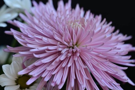 Téléchargez les photos : Gros plan sur les fleurs de chrysanthème - en image libre de droit