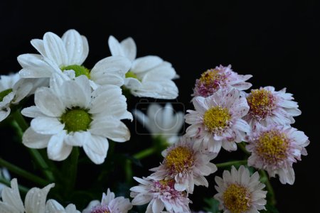 Téléchargez les photos : Gros plan de beaux chrysanthèmes - en image libre de droit