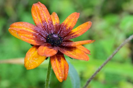 Téléchargez les photos : Belle fleur dans le jardin - en image libre de droit