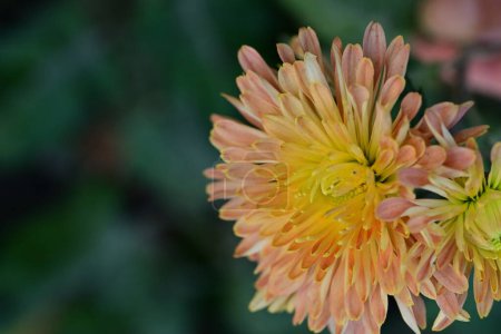 Foto de Primer plano de hermosas flores de crisantemos brillantes que crecen en el jardín - Imagen libre de derechos