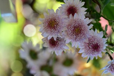 Foto de Primer plano de hermosas flores de crisantemos brillantes que crecen en el jardín - Imagen libre de derechos