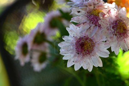 Téléchargez les photos : Gros plan de belles fleurs de chrysanthèmes lumineux poussant dans le jardin - en image libre de droit