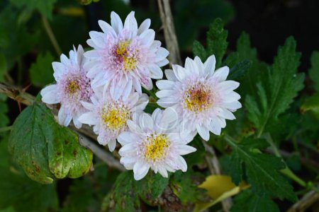 Photo for Close up of beautiful bright  chrysanthemums flowers growing in the garden - Royalty Free Image