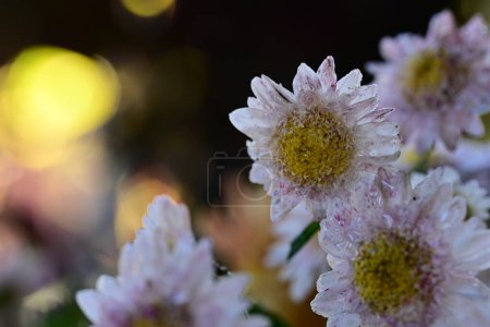 Téléchargez les photos : Gros plan de chrysanthèmes lumineux, fleurs - en image libre de droit