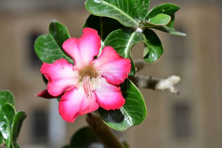 Foto de Primer plano de flor de color - Imagen libre de derechos