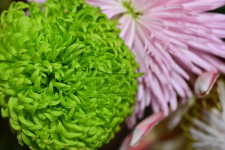 Téléchargez les photos : Gros plan de chrysanthèmes lumineux - en image libre de droit