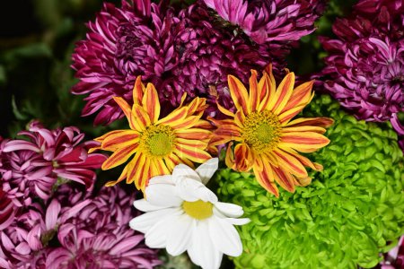 Photo for Close up of bright chrysanthemums - Royalty Free Image
