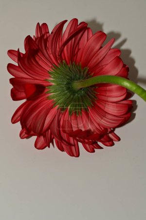 Photo for Red gerbera flower isolated on white background - Royalty Free Image