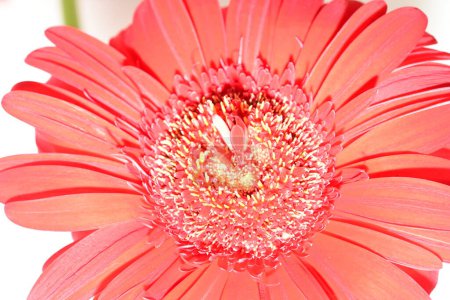 Téléchargez les photos : Gros plan de gerbera fleur, concept de flore - en image libre de droit
