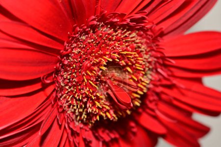 Foto de De cerca - vista de la hermosa flor roja. - Imagen libre de derechos