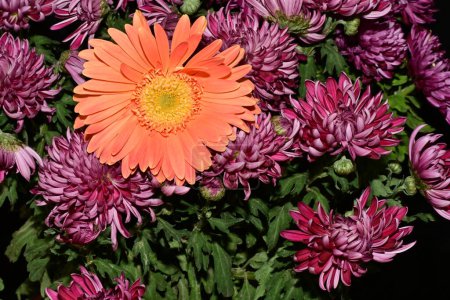Foto de Primer plano de crisantemos brillantes, flores - Imagen libre de derechos