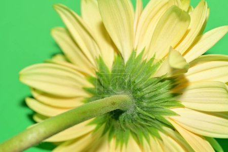 Téléchargez les photos : Belle fleur jaune sur fond vert - en image libre de droit