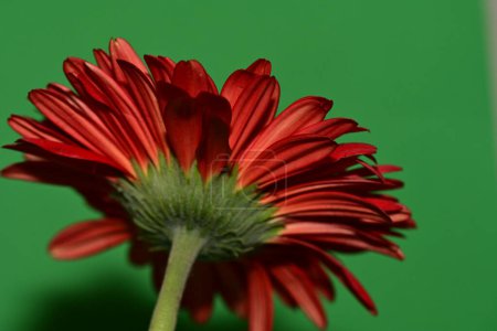 Téléchargez les photos : Vue rapprochée de belle fleur de gerbera en fleurs - en image libre de droit