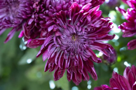 Foto de Primer plano de crisantemos brillantes, flores - Imagen libre de derechos