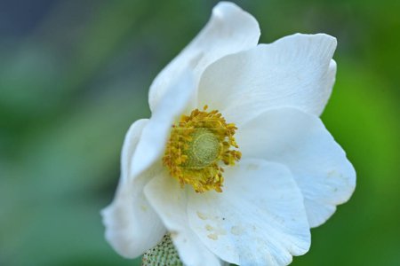 Photo for Beautiful white flower in the garden - Royalty Free Image