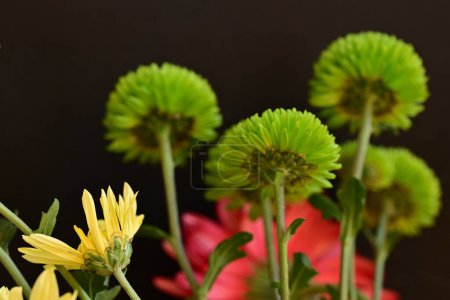 Photo for Close up of bright chrysanthemums, flowers - Royalty Free Image