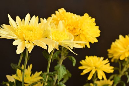 Foto de Primer plano de hermosas flores brillantes - Imagen libre de derechos