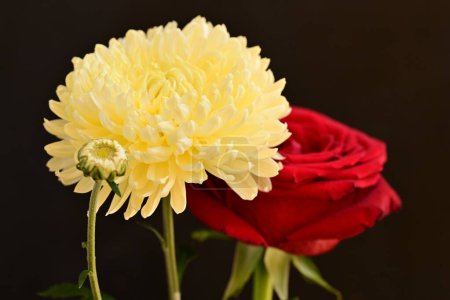 Téléchargez les photos : Vue rapprochée de belles fleurs en fleurs - en image libre de droit