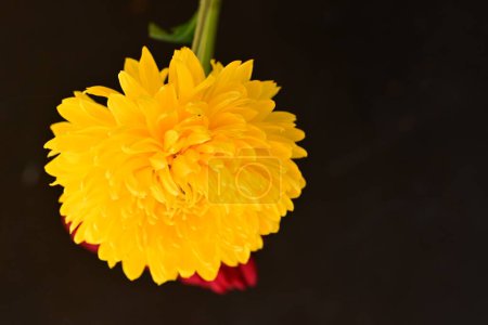 Foto de Crisantemo en el fondo negro, de cerca - Imagen libre de derechos