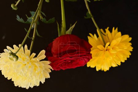 Foto de Primer plano de hermosas flores brillantes sobre fondo oscuro - Imagen libre de derechos
