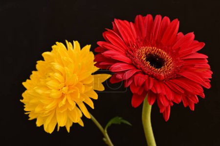 Téléchargez les photos : Belles fleurs sur fond sombre - en image libre de droit
