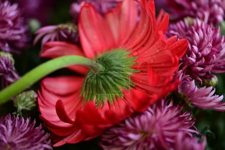 Téléchargez les photos : Belles fleurs, gros plan - en image libre de droit