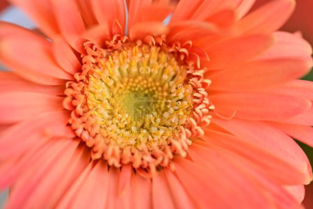 Téléchargez les photos : Belle fleur de gerbera en gros plan, concept d'été, concept de printemps - en image libre de droit