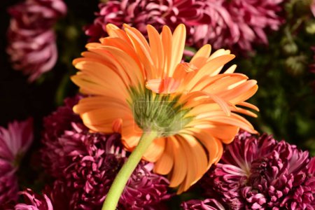 Téléchargez les photos : Belles fleurs lumineuses sur fond sombre, vue rapprochée - en image libre de droit